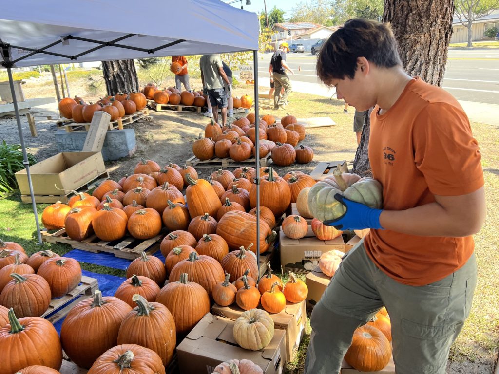 A Boy Scout helps organize Pumpkins.