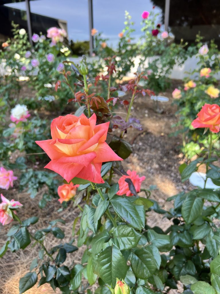 Gorgeous roses from our rose garden